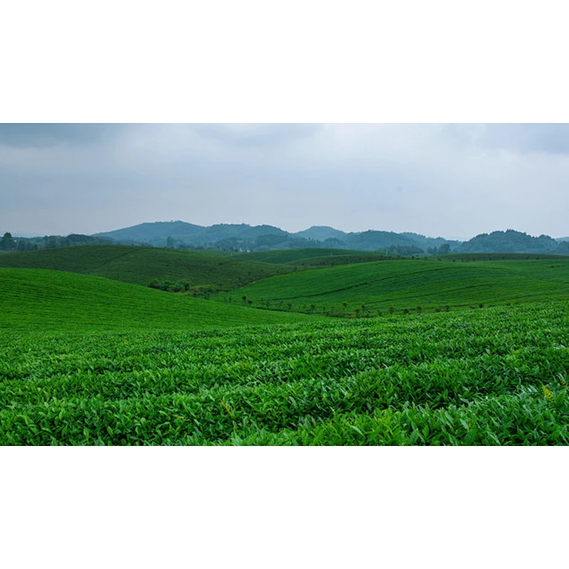 Tea Garden Adoption