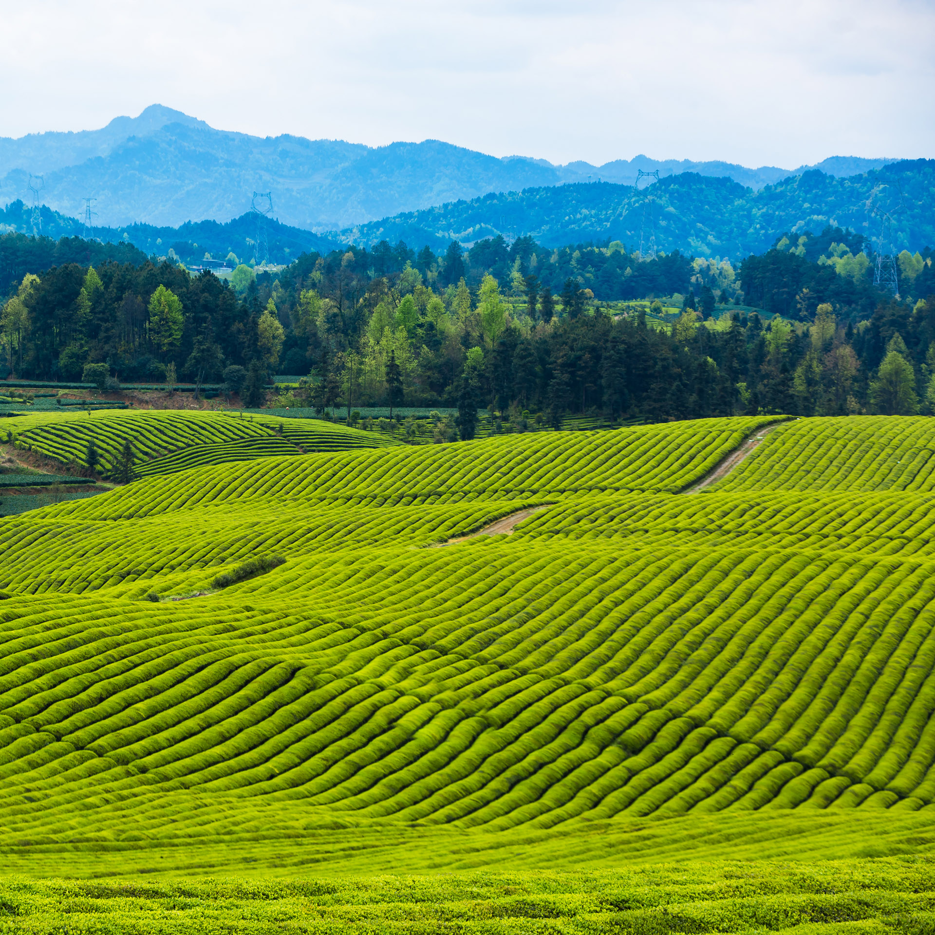 Tea Garden Adoption
