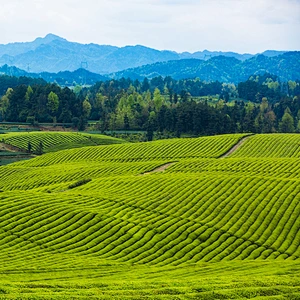 Tea Garden Adoption