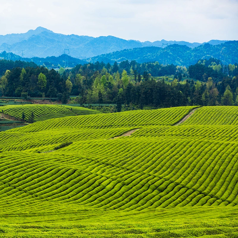 Tea Garden Adoption