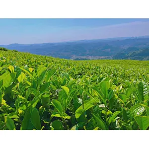 Tea Garden Adoption