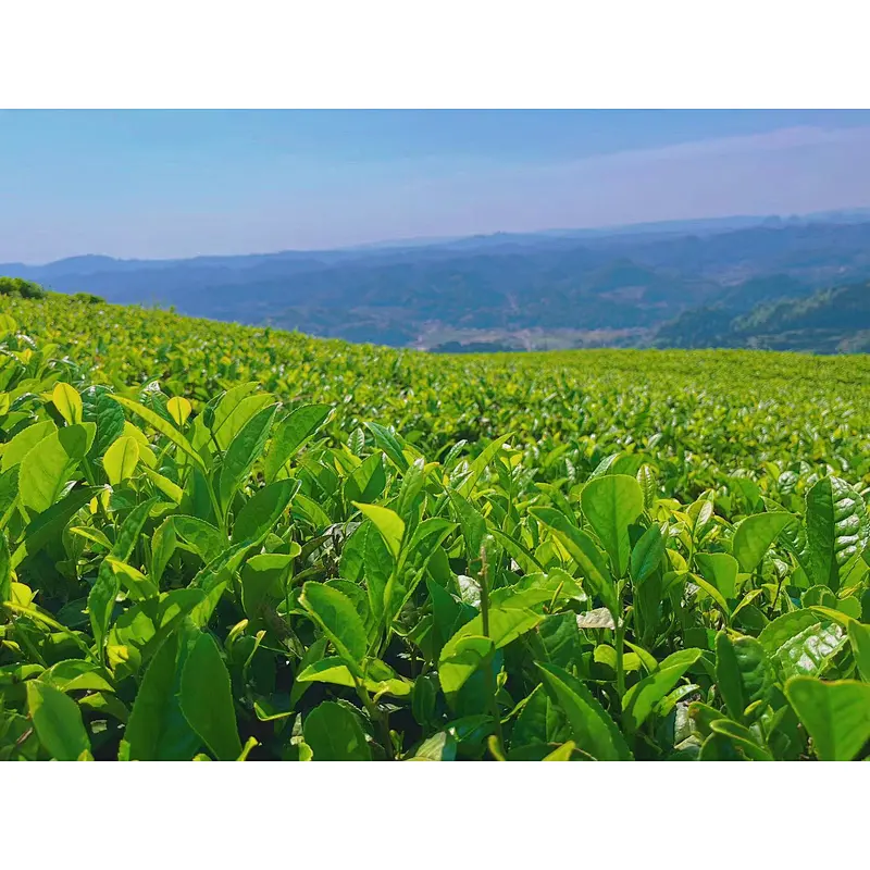 Tea Garden Adoption