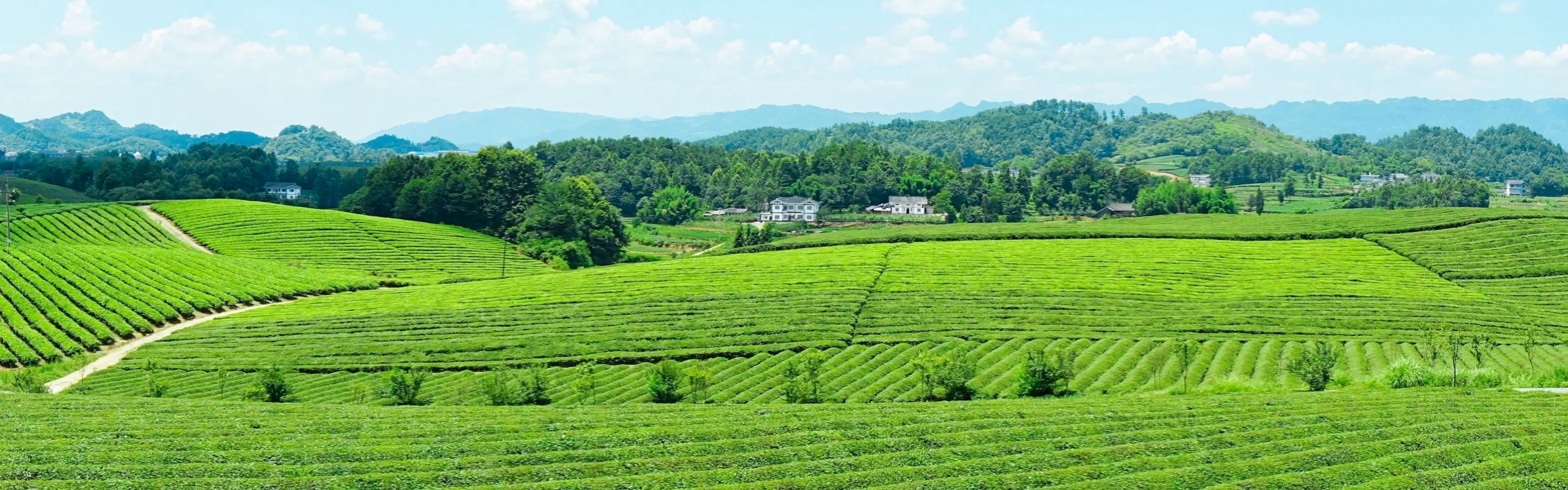 tea garden