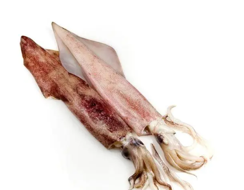 Diferentes tipos de máquinas de congelación de calamares, incluyendo congeladores de placa y túneles