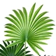 artificial outdoor palm trees