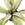 myristica fragrans seeds
