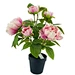 artificial peony arrangement