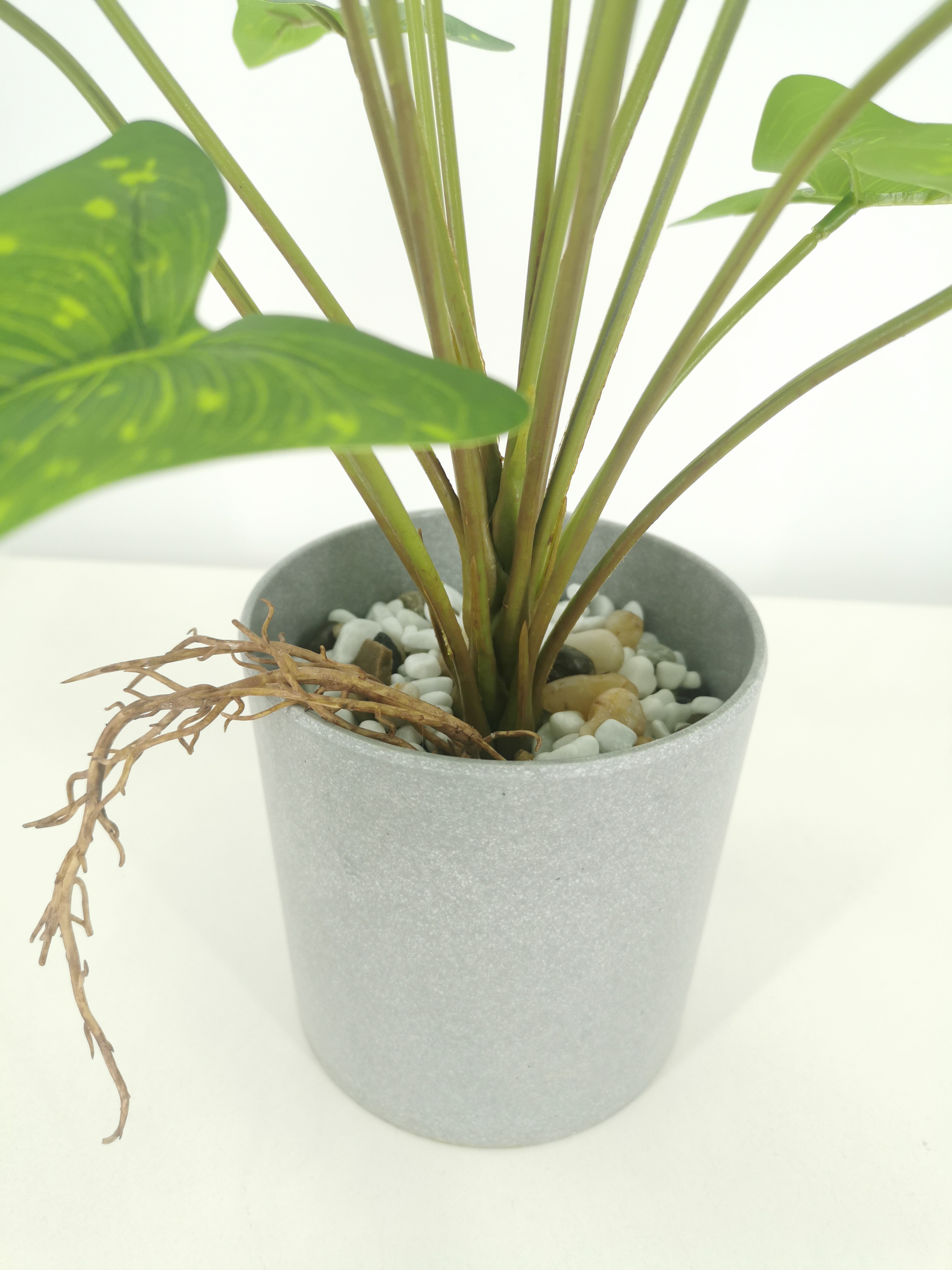 decorative indoor plants