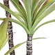 myristica fragrans seeds