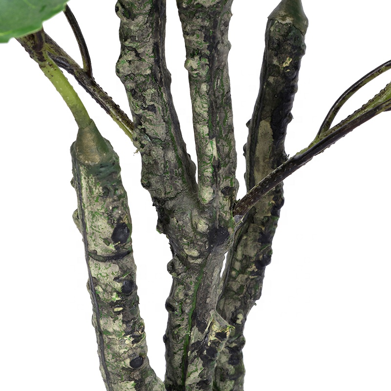 cateracterum palm