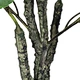 cateracterum palm