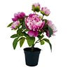 artificial peony arrangement