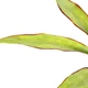 myristica fragrans seeds