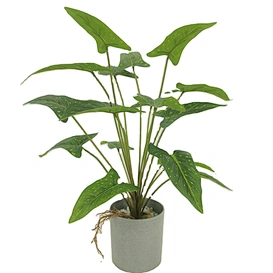 table green leaves plants  home decor green plants  high quality green leaves plants