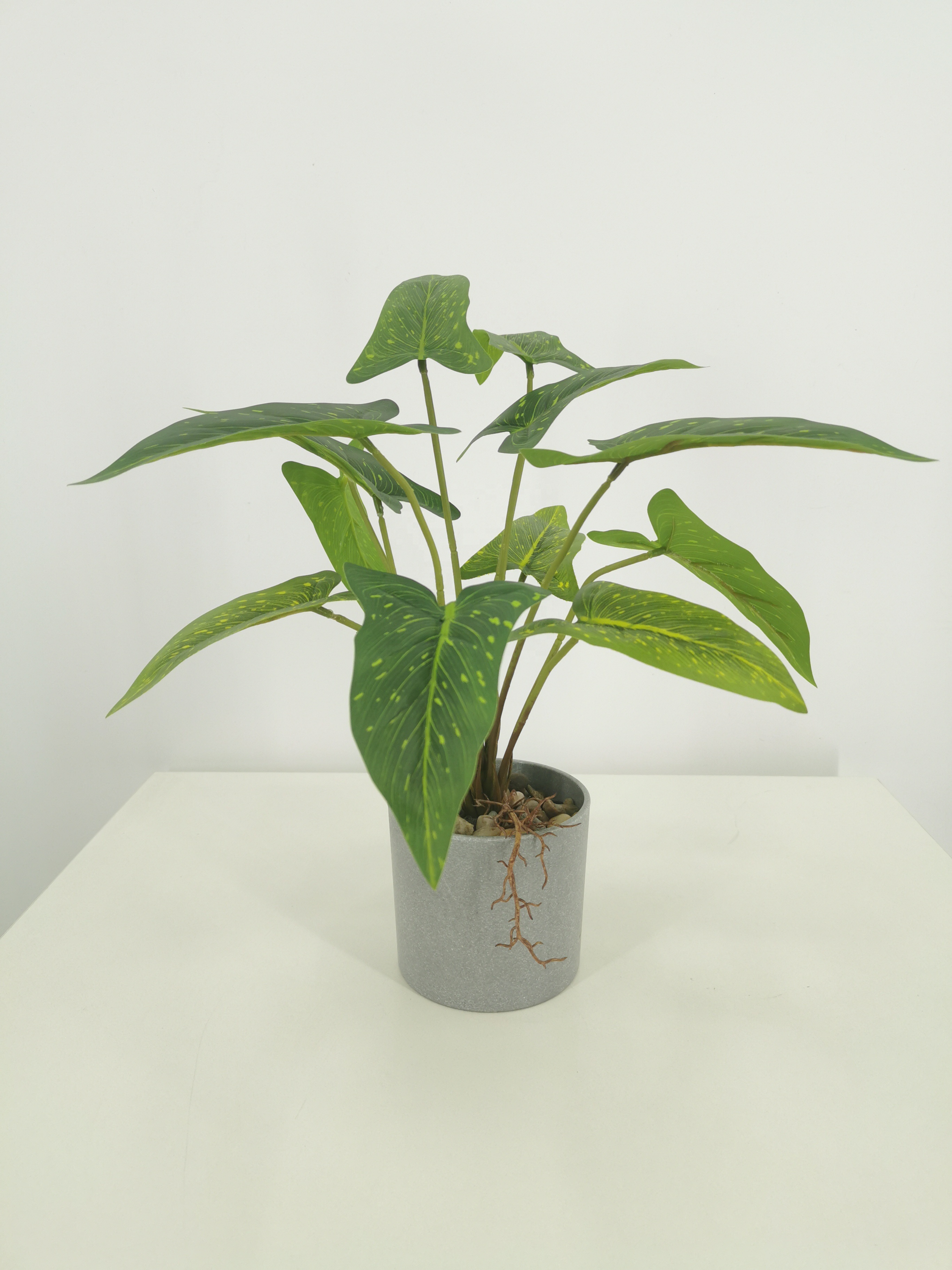 decorative indoor plants