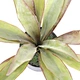 myristica fragrans seeds