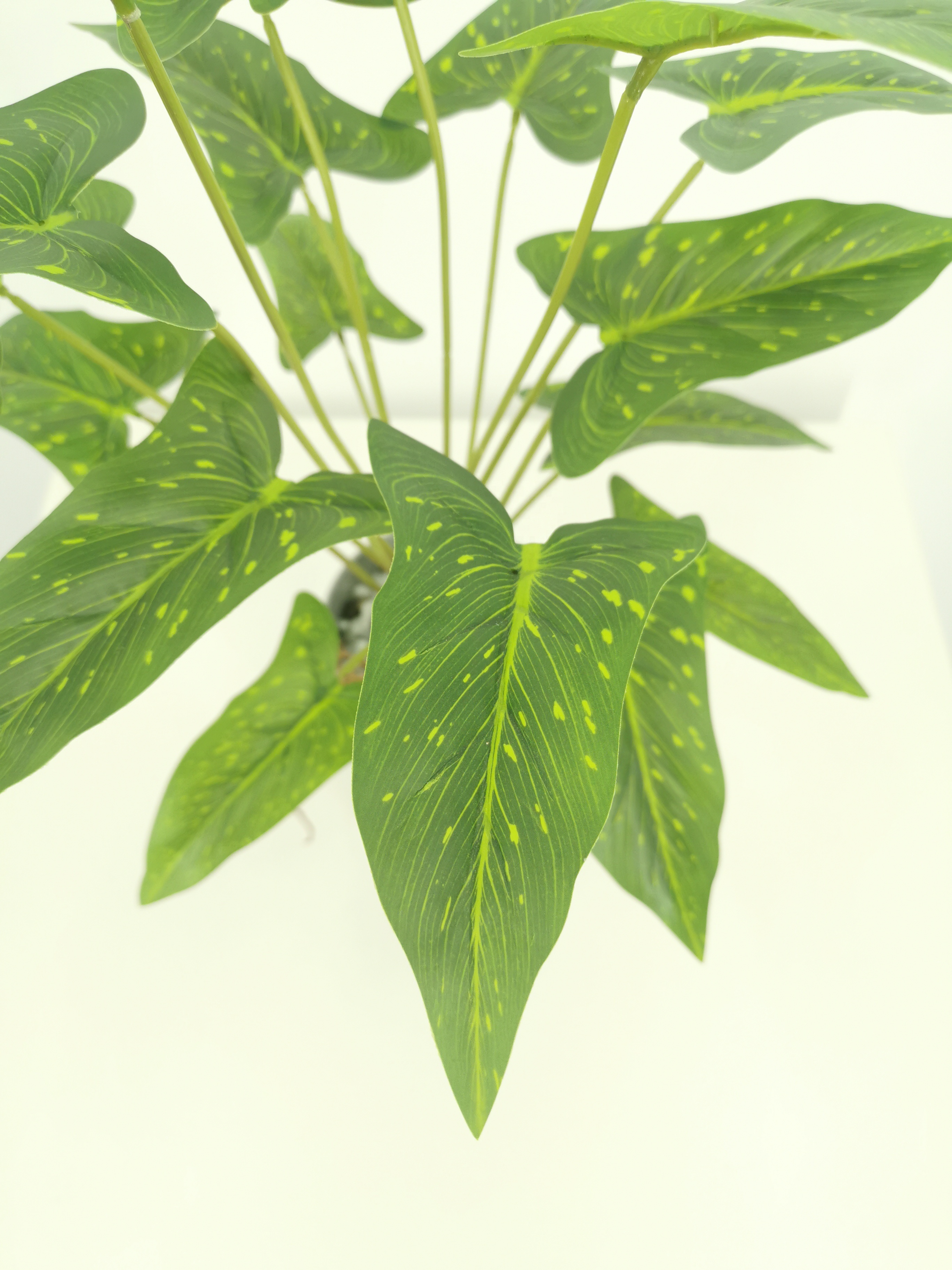 decorative indoor plants