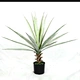 can plants grow with artificial light