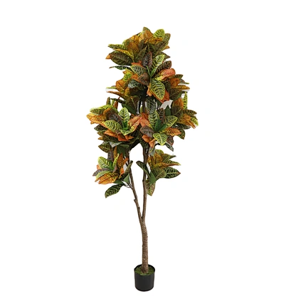 Factory price wholesale Ornamental Plants Codiaeum variegatum decoration home