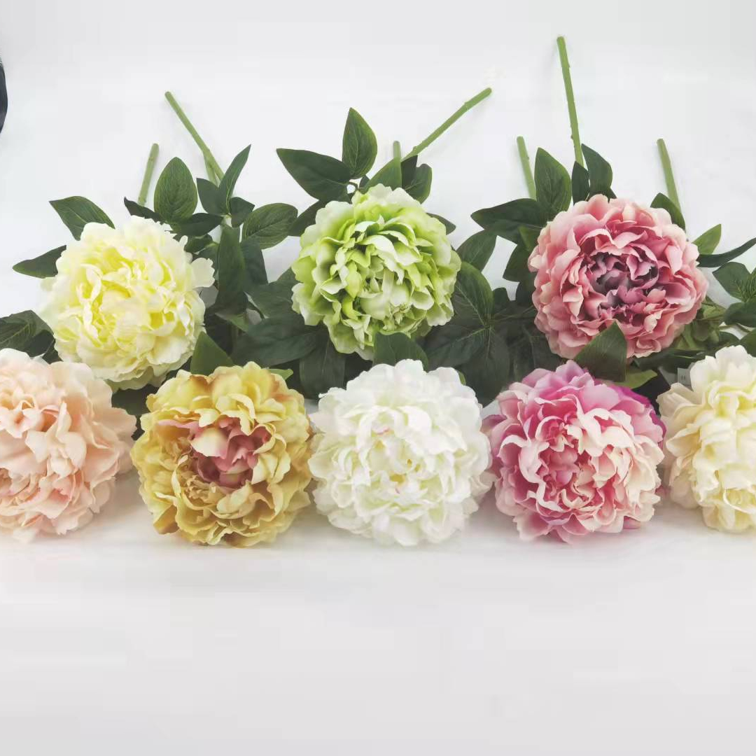 peony flower ping dark red