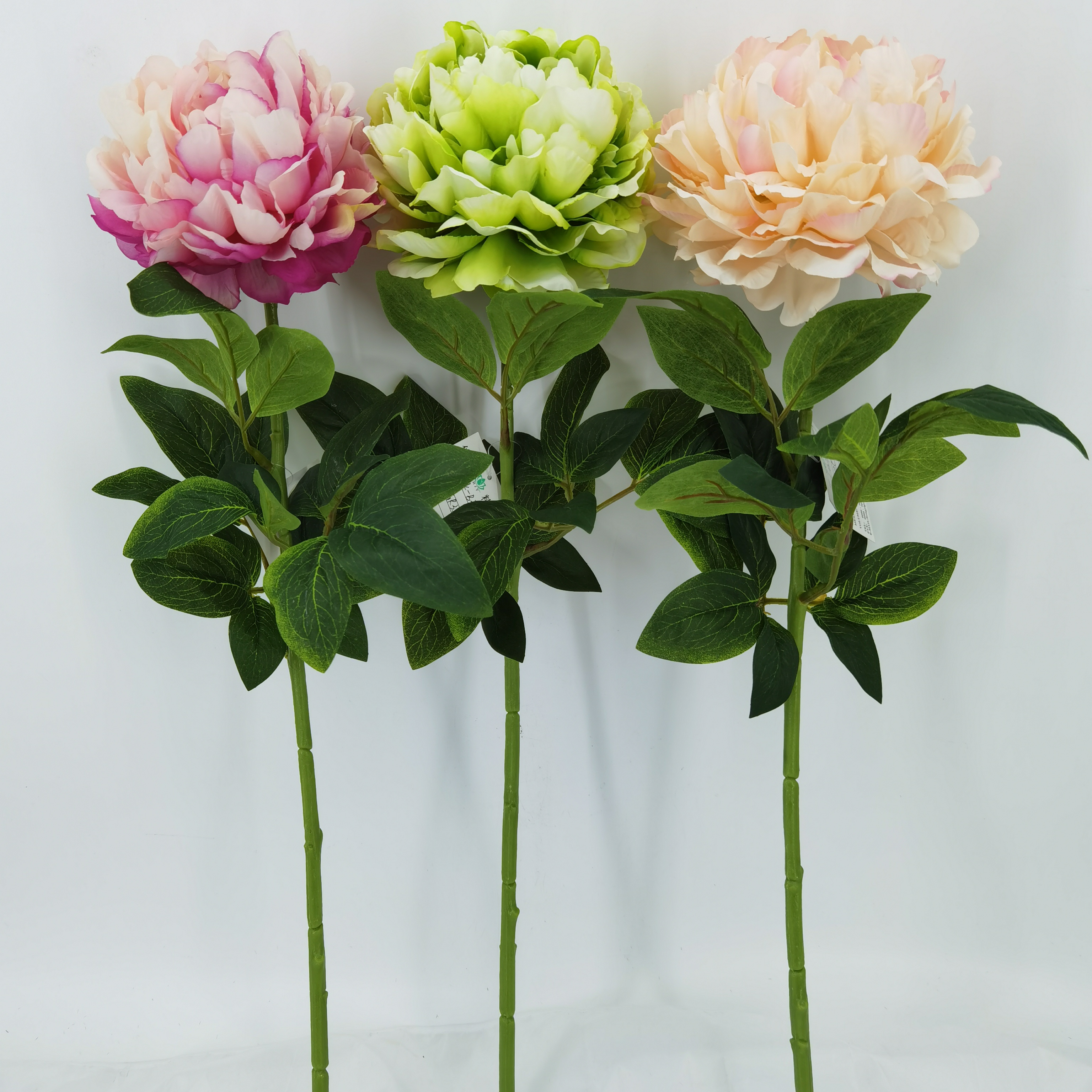 peony flower ping dark red