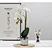 centerpieces orchid