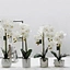 centerpieces orchid