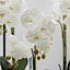 centerpieces orchid