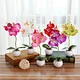 New Design High Quality silk Artificial Orchid Plants Orchid Flowers, small potted orchid for Indoor Decoration