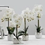 centerpieces orchid