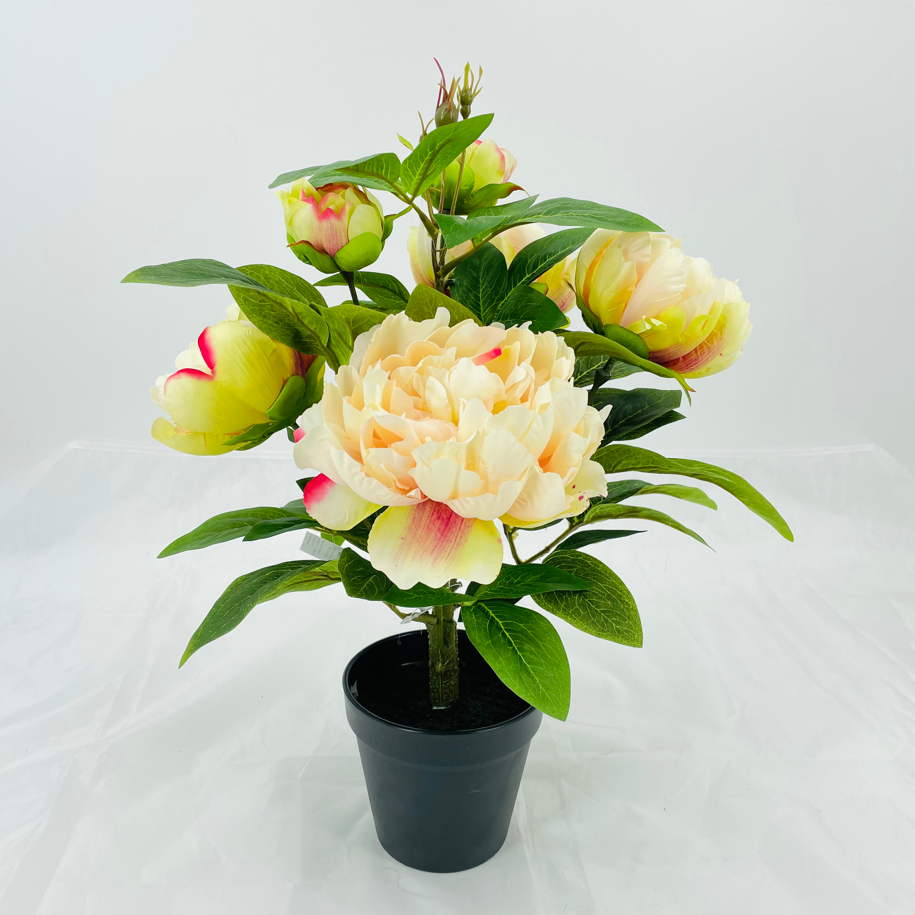 peony flower ping dark red