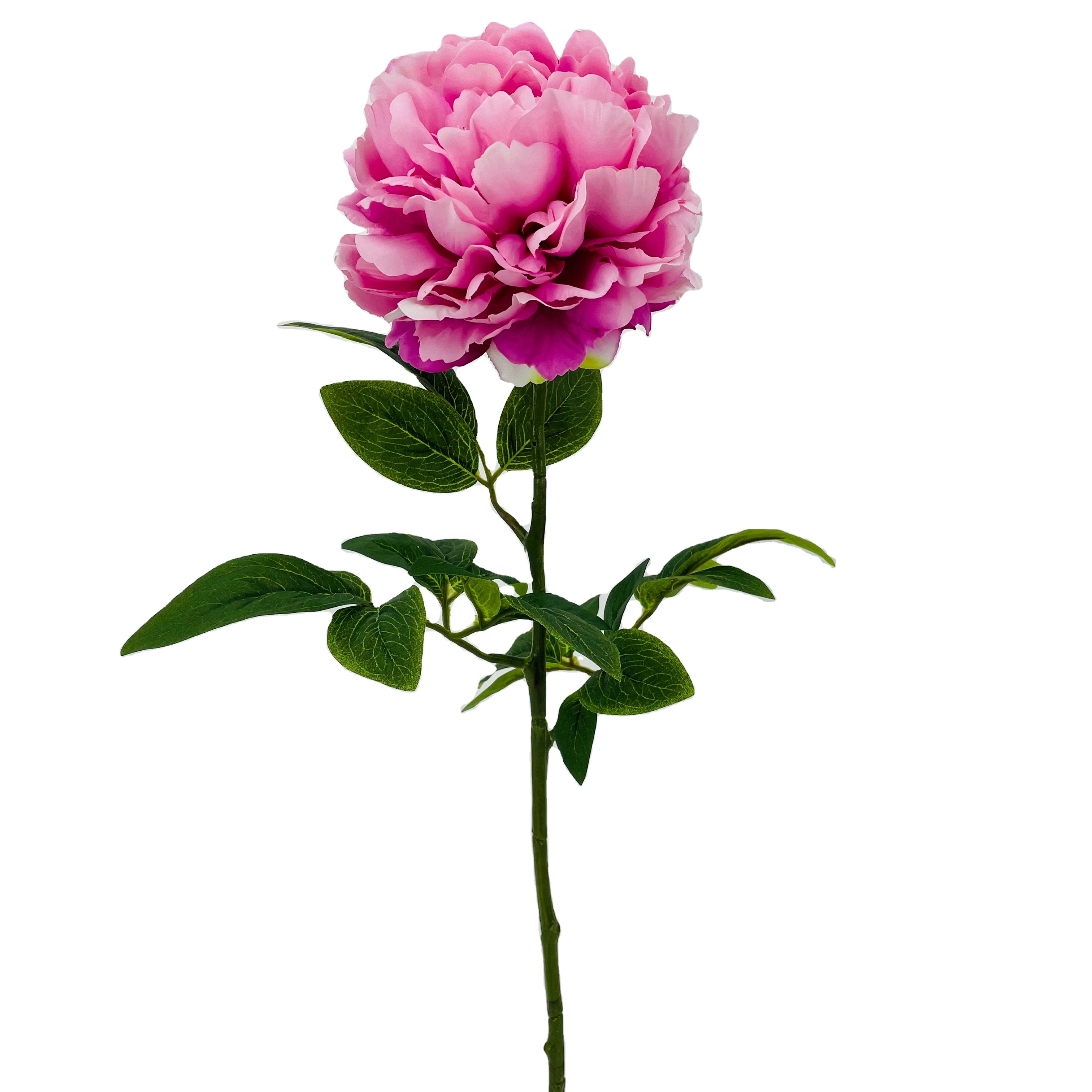 peony flower ping dark red