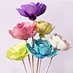 rose sola flower