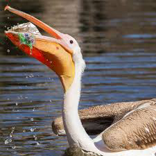 protect the animal 