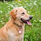 Pet Accessories silicone LED Waterproof light