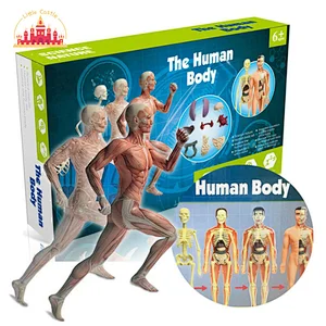 Plastic Human Skeleton Assembly Model Set Kids Science Educational Toy SL17A058