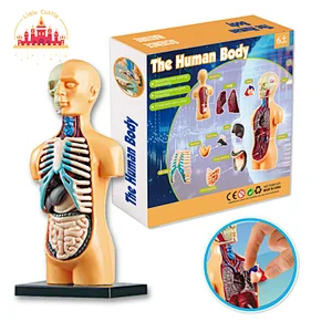 Plastic Human Skeleton Assembly Model Set Kids Science Educational Toy SL17A058