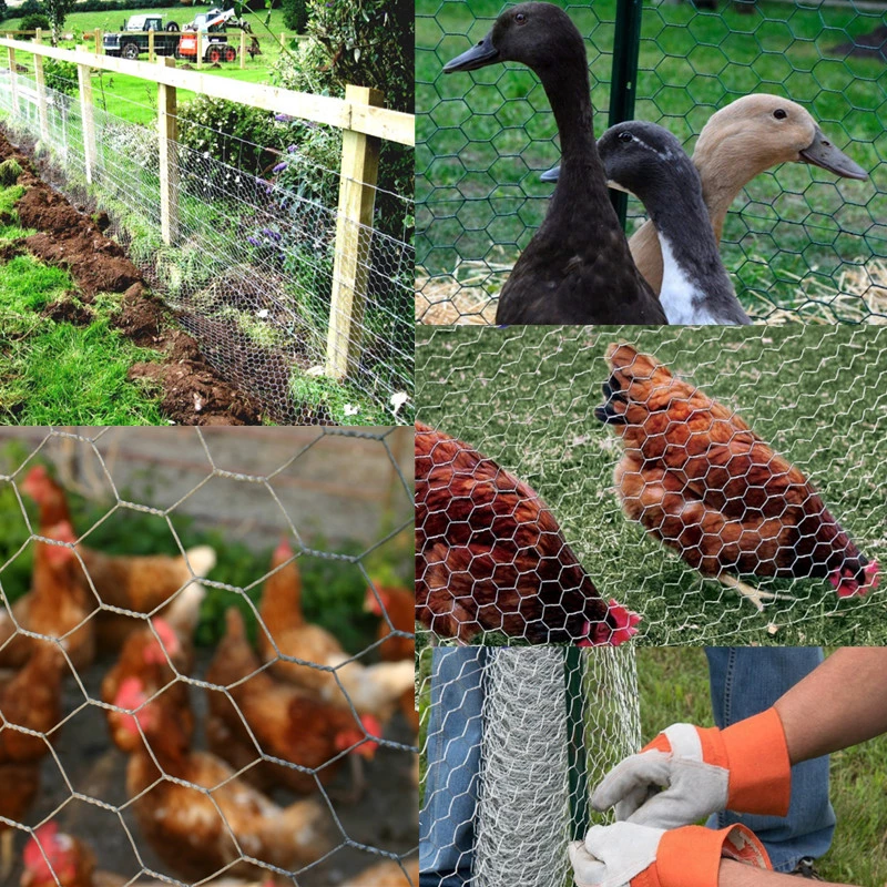 Galvanized Chicken Wire for Poultry Fencing Application