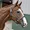 China manufacturer Equestrian Products Horsing Halters Durable Leather