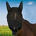 hats for horse, fly mask with ears, summer hat, equestrian hat