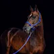 Equestrian Durable Woven Polypropylene Nylon Horse Halters
