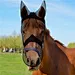 Equestrian Equipment Horsing Fly Mask for Summer