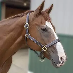 Horsing Riding Chin and Throat Snap Halter China