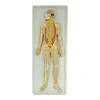 Advanced PVC human nervous system relief model teaching model