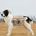 big dog backpack