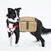 Take your dog on your next outdoor adventure with our hiking backpacks! Designed for both you and your furry friend's comfort, our backpacks come with adjustable straps and breathable mesh panels. From spacious compartments to durable materials