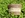 Cesta tejida Typha Angustifolia Cornstalk para almacenamiento de ropa
