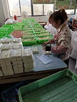 melamine domino