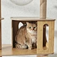 discounted cat trees