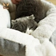 Deep Sleep Comfort In Winter Little Mat Basket Cat Ear Lovely Half-open Cozy Cave Beds Indoor Cat Tent Nest Cozy Pet Bed